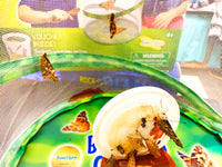 Butterfly Garden - Grow Real Butterflies! (with voucher for live caterpillars)